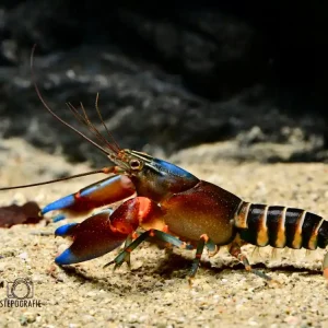 Blauscheren Tigerkrebs (Cherax peknyi blue claw) Sale